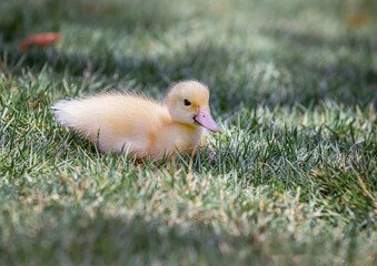 Little cute baby duck in the green grass