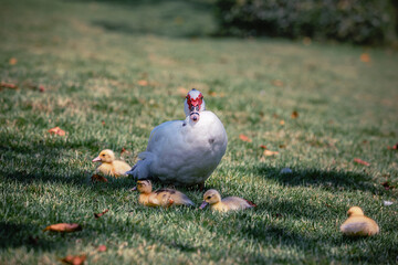 Duck in Botanical garden (Japanese garden) in Santo Domingo, Dominical Republic