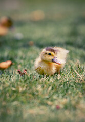 Little cute baby duck in the green grass