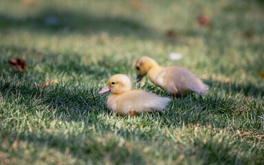 Little cute baby duck in the green grass