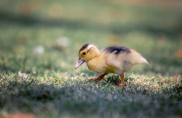 Little cute baby duck in the green grass