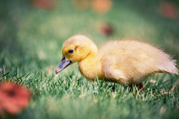 Little cute baby duck in the green grass