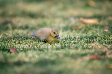 Little cute baby duck in the green grass