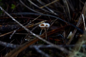 Tiny cup fungi among twigs