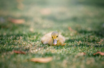 Little cute baby duck in the green grass