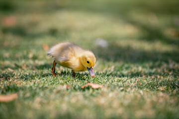 Little cute baby duck in the green grass