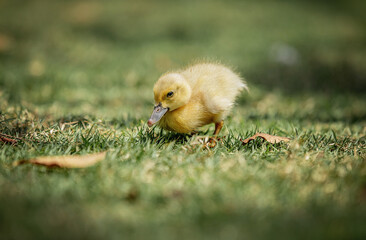 Little cute baby duck in the green grass
