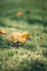 Little cute baby duck in the green grass