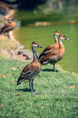 Duck in Botanical garden (Japanese garden) in Santo Domingo, Dominical Republic