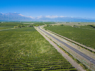 aerial view of the route to mountains between vineyards