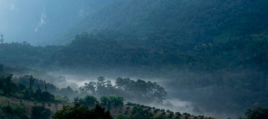 The sky is overcast and the trees are covered in mist