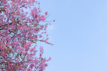 Tree with pink flowers is in front of a blue sky