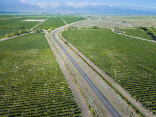 aerial view of the route to mountains between vineyards