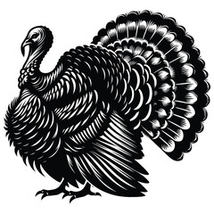 turkey vector illustration