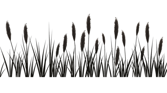 Dark Silhouettes of Grasses and Reeds on white and transparent Background