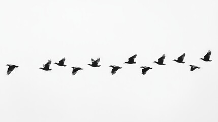 On the white sky, a group of birds are flying in a line.