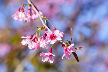 closeup of  Thai sakura flower