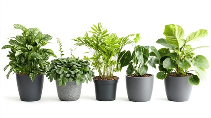 Fototapeta premium Five potted houseplants in gray pots on white background.