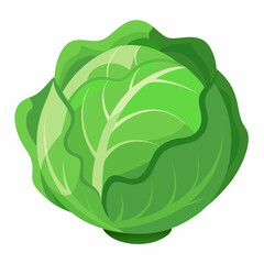  Fresh Cabbage vector art illustration 