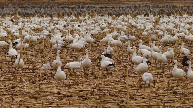 Snow Geese Flock in Feild with Sandhill Cranes Behind them