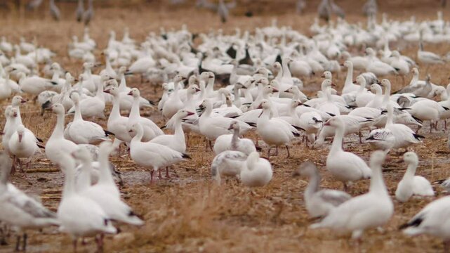 Snow Geese Flock in Feild