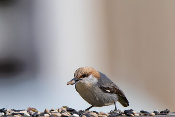 The brown-headed nuthatch (Sitta pusilla) on a pine tree. The brown-headed nuthatch is a small songbird endemic to pine forests throughout the Southeastern USA
