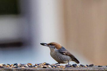 The brown-headed nuthatch (Sitta pusilla) on a pine tree. The brown-headed nuthatch is a small songbird endemic to pine forests throughout the Southeastern USA