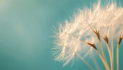 Obraz premium Close-up of delicate dandelion seeds against a soft blue background.