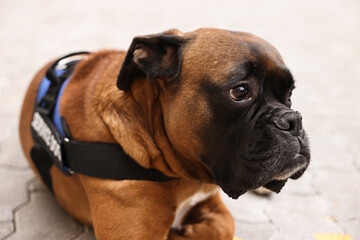 Cute service dog in vest lying on pavement outdoors