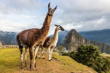 Llamas (Lama glama) at the terraces of Machu Picchu ruins, Peru