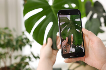 Woman using houseplant recognition application on smartphone indoors, closeup