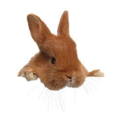 Cute fluffy bunny peeking out on white background