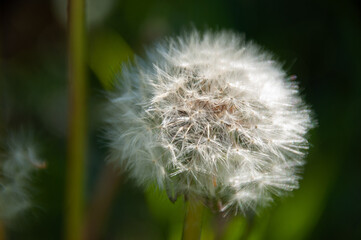 A macro capturing the intricate details of dandelion seed heads amidst lush green foliage, symbolizing nature's delicacy, renewal, and simplicity, creating a serene and peaceful visual experience.