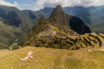 View of Machu Picchu citadel with a sleeping llama, Peru