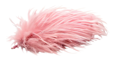 Pink feather isolated on white background