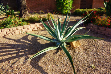 Agave vilmoriniana (vilmoriana) also known as octopus agave in xeriscaped desert style flower bed