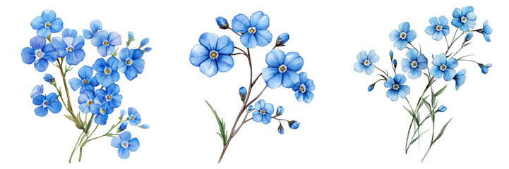 Blue Flowers. Watercolor Forget-Me-Not Flowers Botanical Illustration