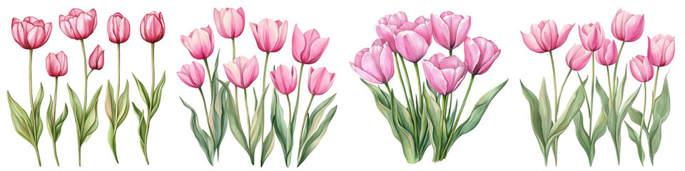 Fototapeta premium Tulips Flowers Set. Hand-Painted Pink Tulips in Watercolor Style, Elegant Floral Design with Pink Petals and Green Stems