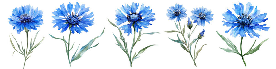 Watercolor Blue Floral. Cornflower, Hand Painted Wildflowers, Field Flower Isolated on White Background for Design