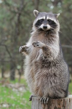 Playful Raccoon Woodland: A raccoon stands on a stump, raising its paws in a forest, its masked face engaging, ideal for wildlife and nature photos.