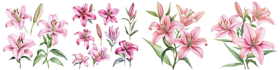 Pink Lilies, Flower Set Isolated White Background. Watercolor Botanical Painting, Floral Design. Delicate Lilies Clipart