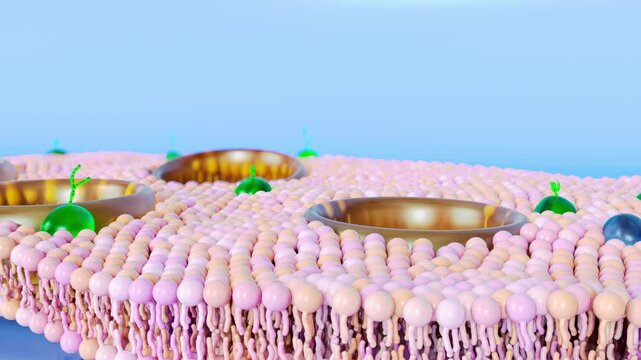 schematic of slowly moving lipid bilayer, 3d animation of membrane molecules on blue background