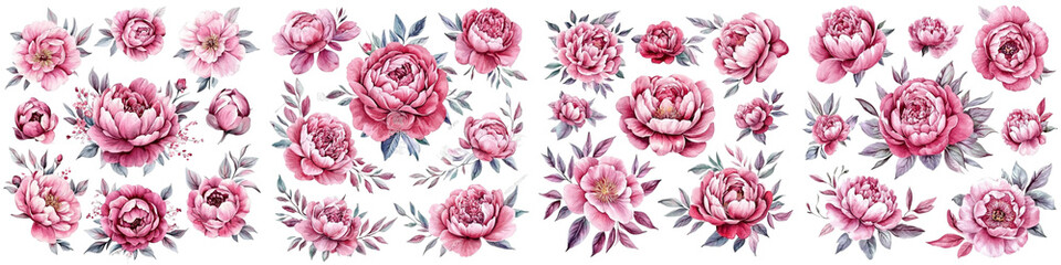 Pink Peonies Flowers Set Isolated White Background. Watercolor Botanical Painting for Floral Design
