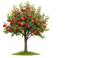 Obraz premium Lush apple tree with ripe red apples and vivid green leaves