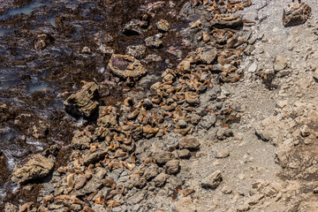 South American sea lions (Otaria flavescens) in San Fernando national reserve, Peru