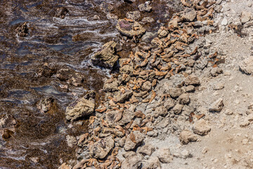 South American sea lions (Otaria flavescens) in San Fernando national reserve, Peru