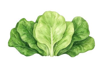 Obraz premium A vibrant cluster of fresh green lettuce leaves, showcasing their crisp texture and rich color.