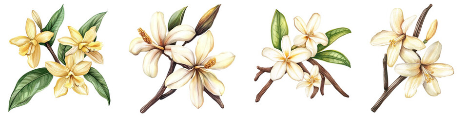 Vanilla Flowers on Isolated White Background, Watercolor Botanical Illustration. Hand-Drawn Tropical Flora, Spice Sweets