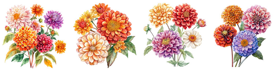 Autumn Flower, Dahlia, Chrysanthemum, Zinnia on a White Background. Watercolor Botanical Illustration