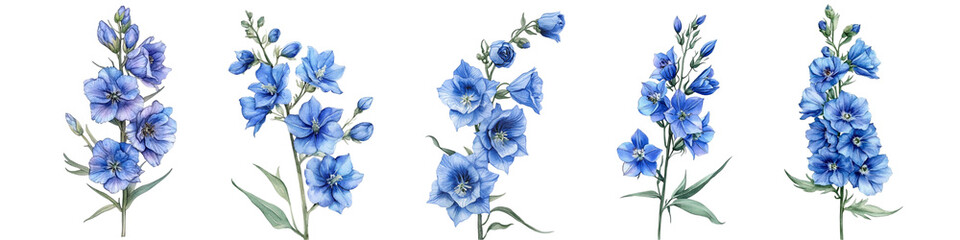Blue Flower. Watercolor Hand Drawing Flora, Botanical Illustration. Delphinium on Isolated White Background